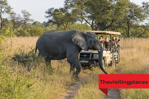 best places to go on a safari
