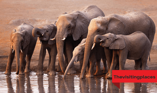 Etosha National Park