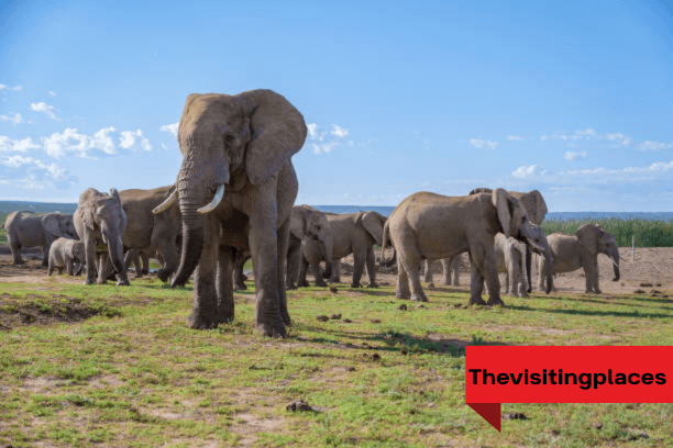 Addo Elephant Park